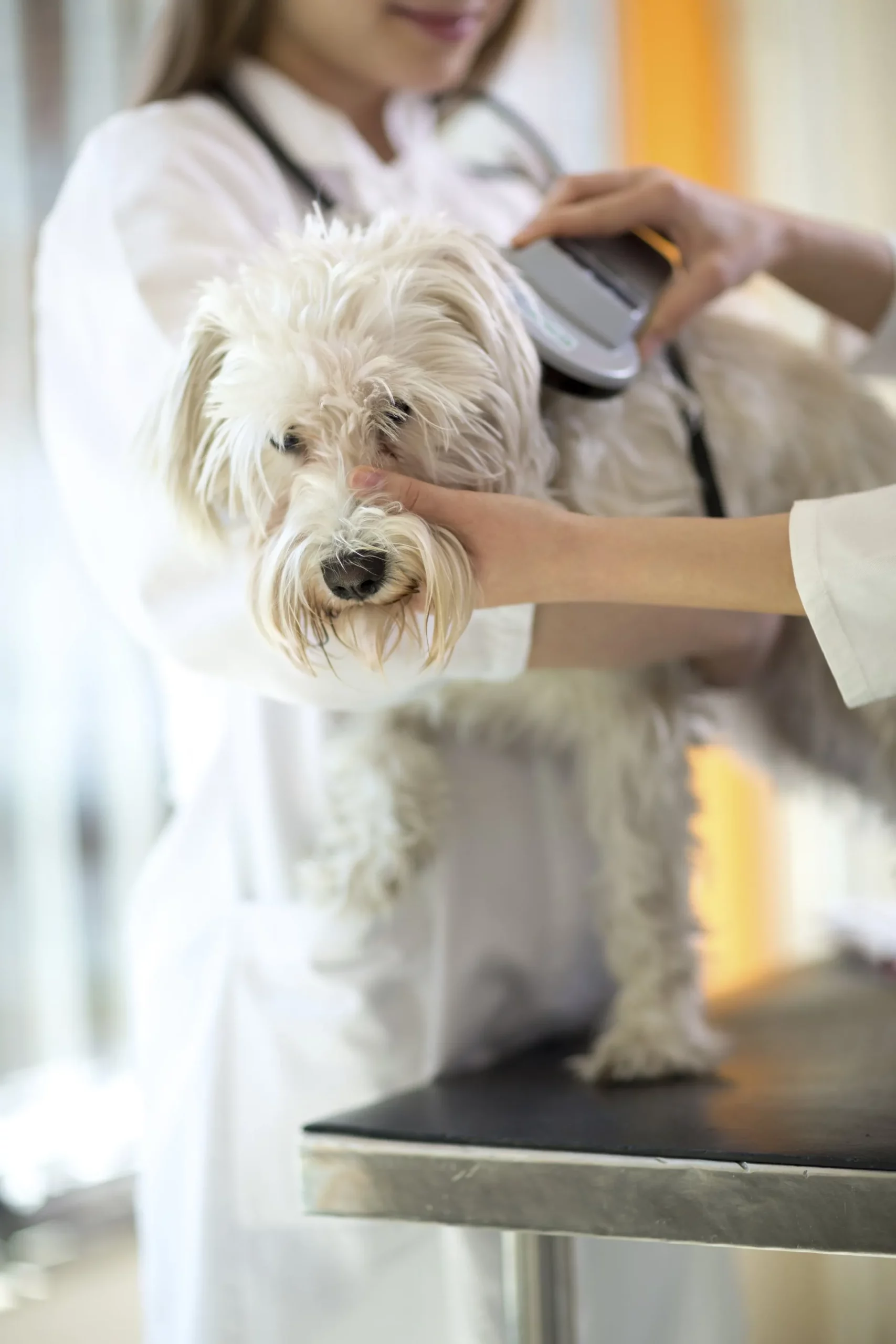 Microchipping