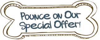 Pounce on Our Special Offer!