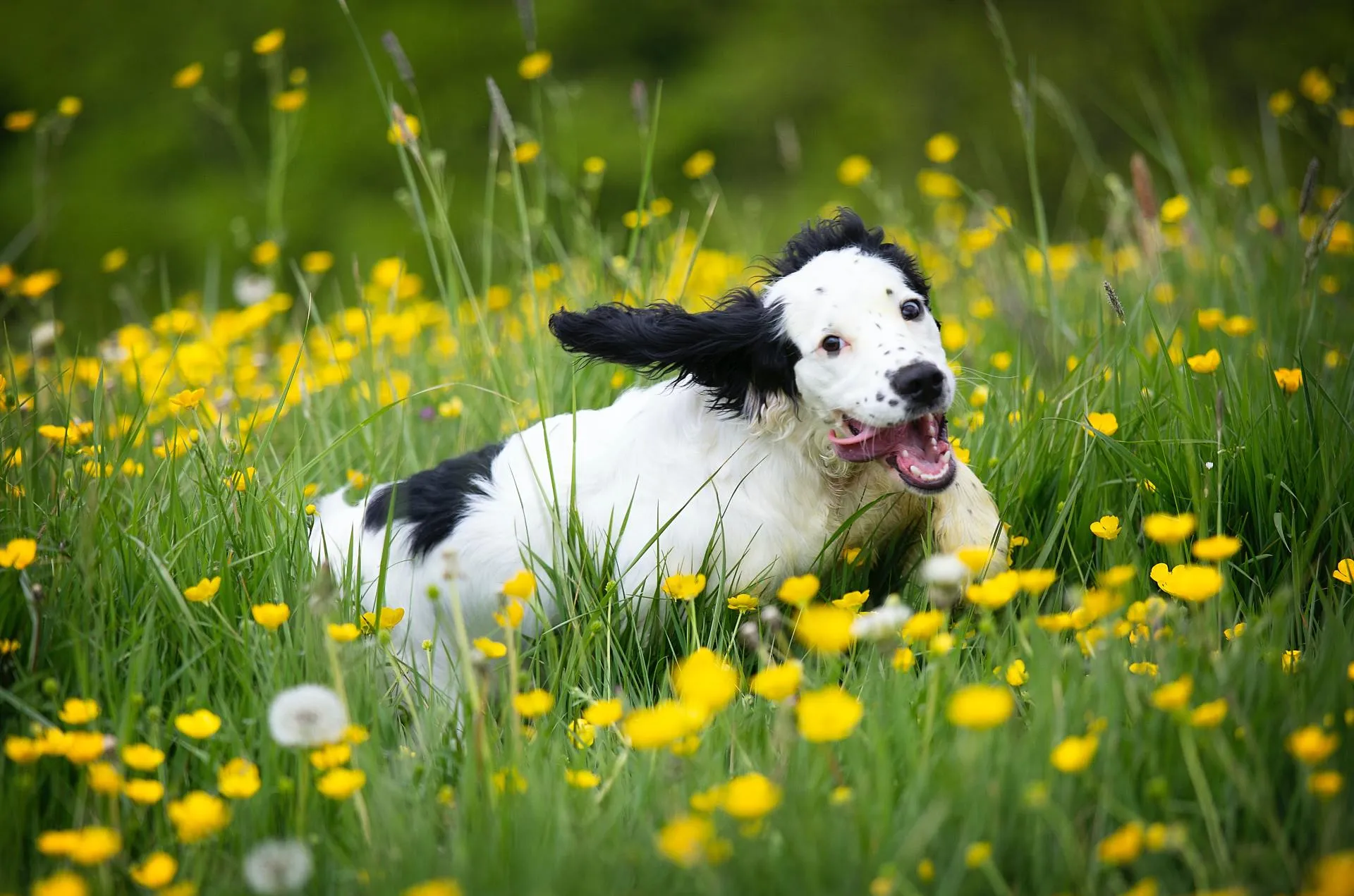 Allergies & Dermatology