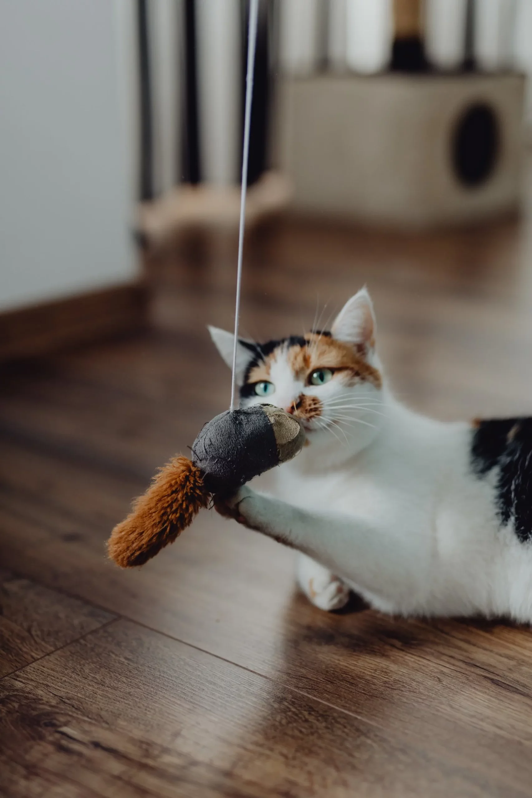 A cute tri color cat playing with a toy