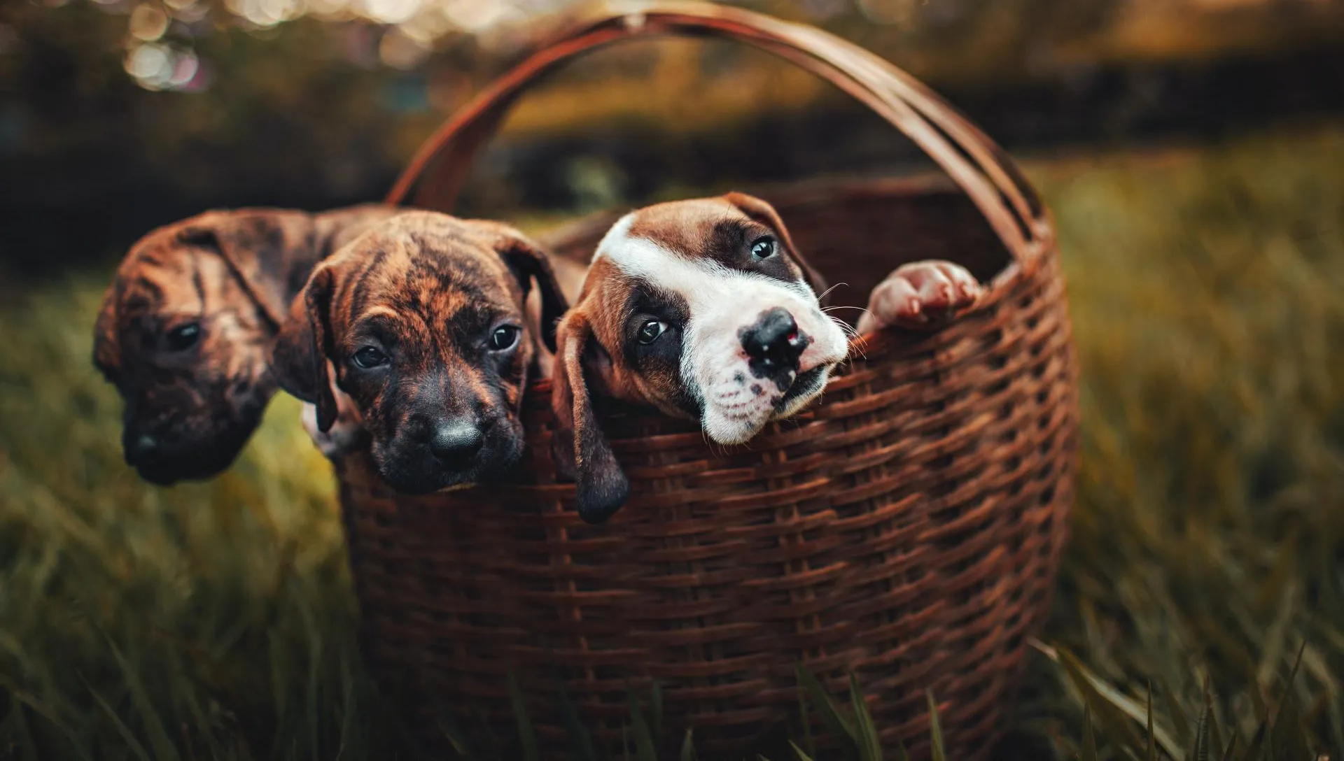 Caring for your Puppies